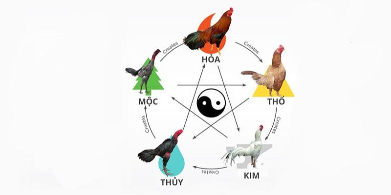Hướng dẫn chi tiết cách chọn màu mạng gà phù hợp